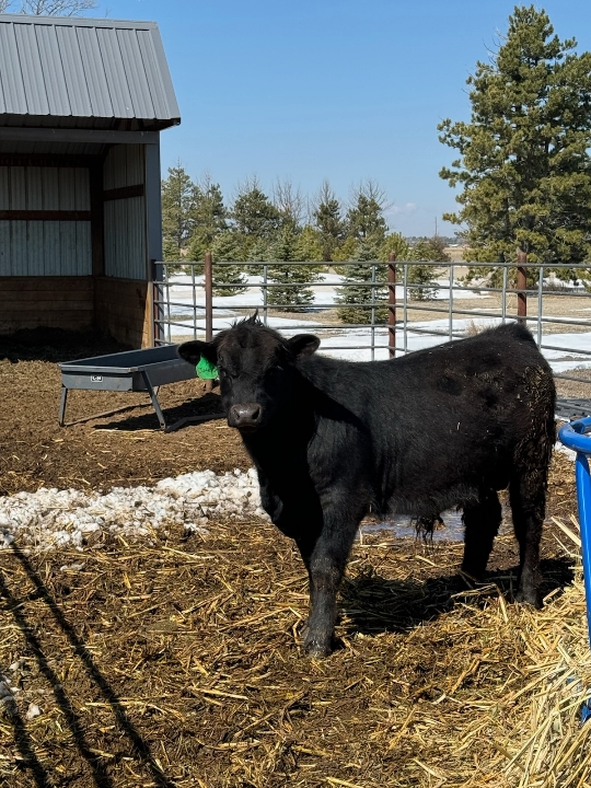 DORN BULL #2