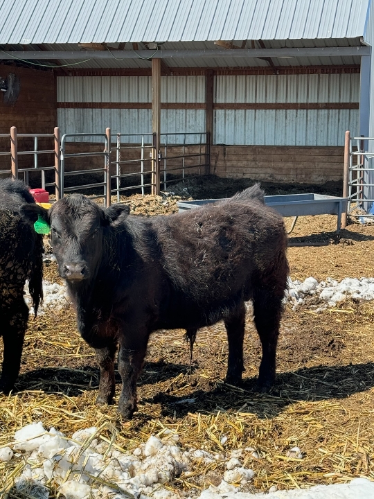 DORN BULL